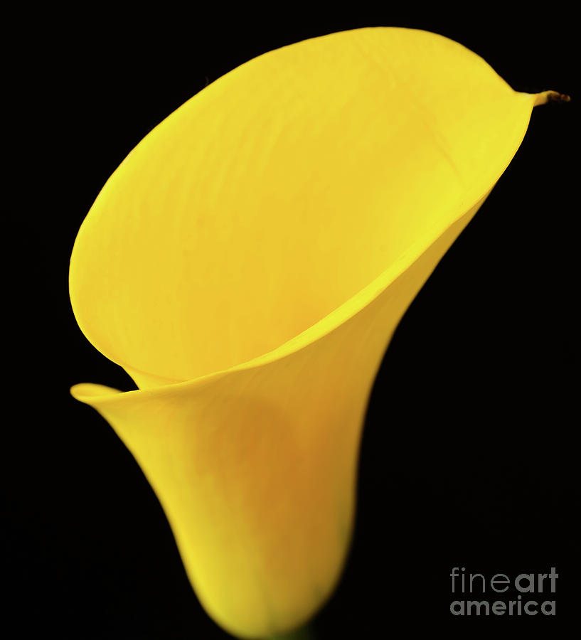Yellow calla lily #2 Photograph by Colin Rayner