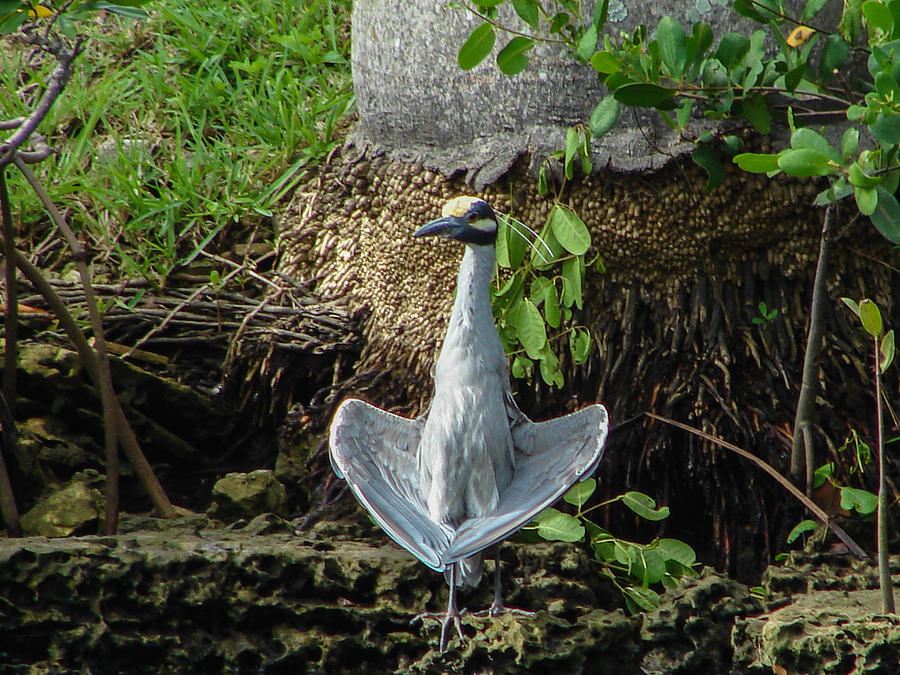 Yellow-crowned Night Heron Photograph by Carl Moore