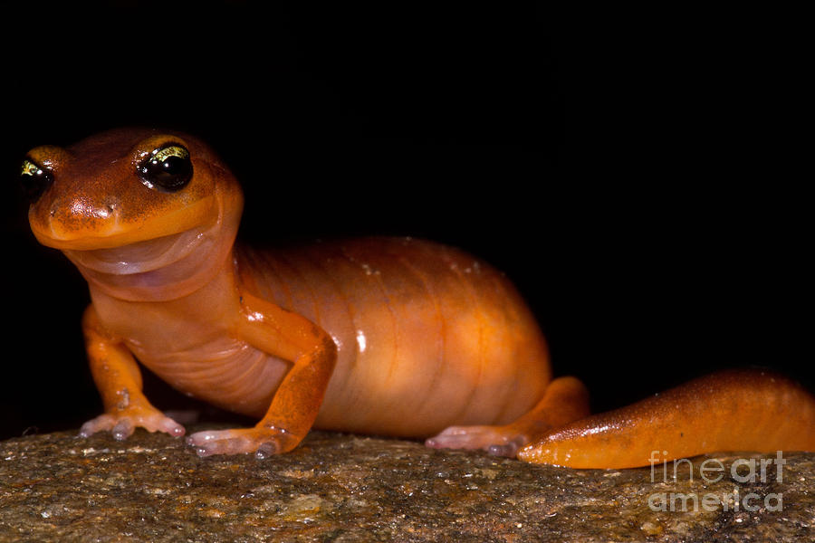 Mountain Photograph - Yellow-eye Ensatina Salamander #2 by Dant Fenolio