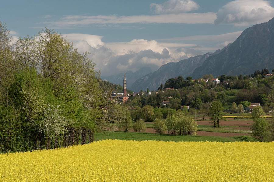 Yellow Fields Of Rapeseed In Buja, Italy Photograph