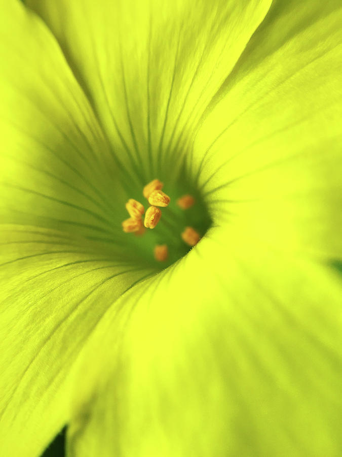 Yellow flower #2 Photograph by Paulo Goncalves