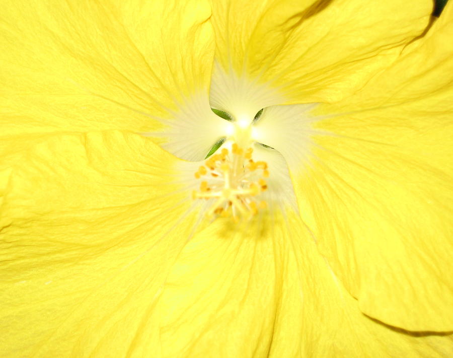 Yellow Hibiscus #2 Photograph by Debbie Levene