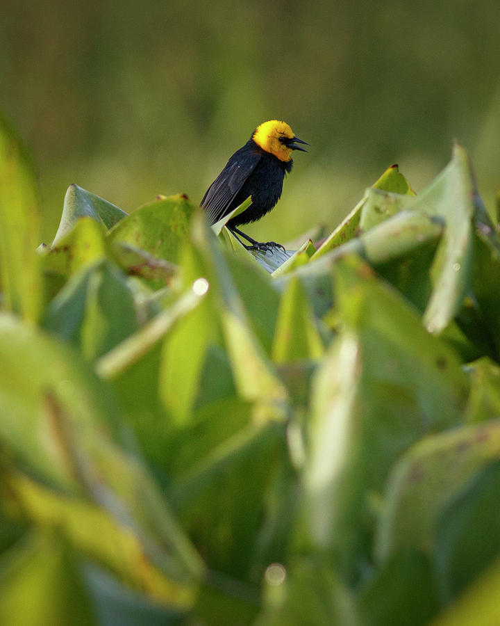 Yellow Hooded Blackbird Guarinocito Caldas Colombia #2 Photograph by Adam Rainoff