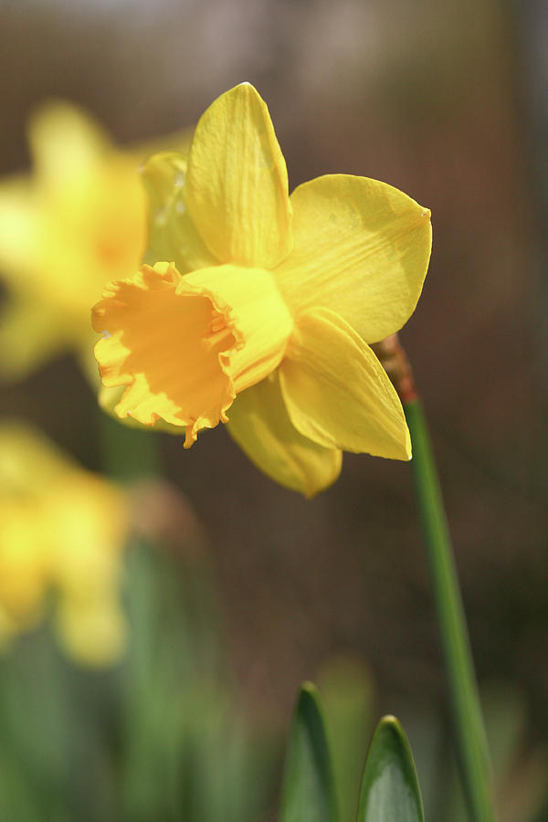 Spring Photograph - Yellow #2 by Mark Severn
