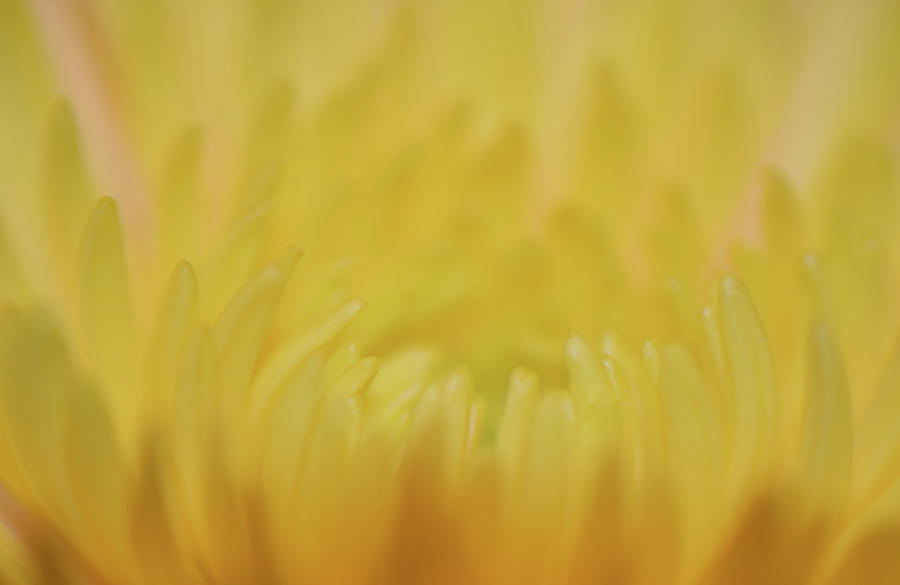 Yellow Mum Petals #2 Photograph by Larah McElroy