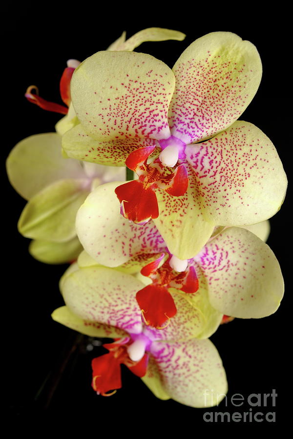 Yellow Orchid Photograph by Dariusz Gudowicz