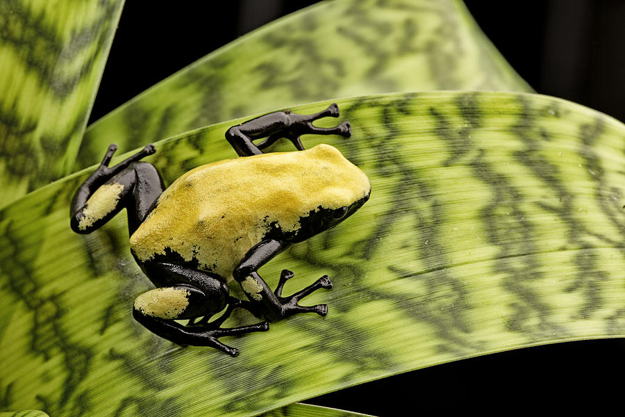 Jungle Photograph - yellow poison dart frog Brazil Rain forest #2 by Dirk Ercken