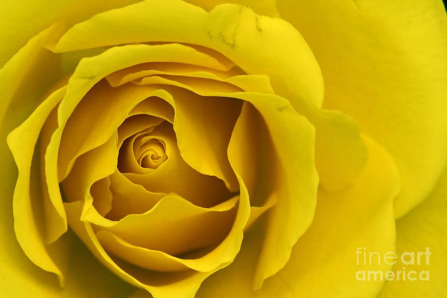Yellow Rose Photograph by LR Photography