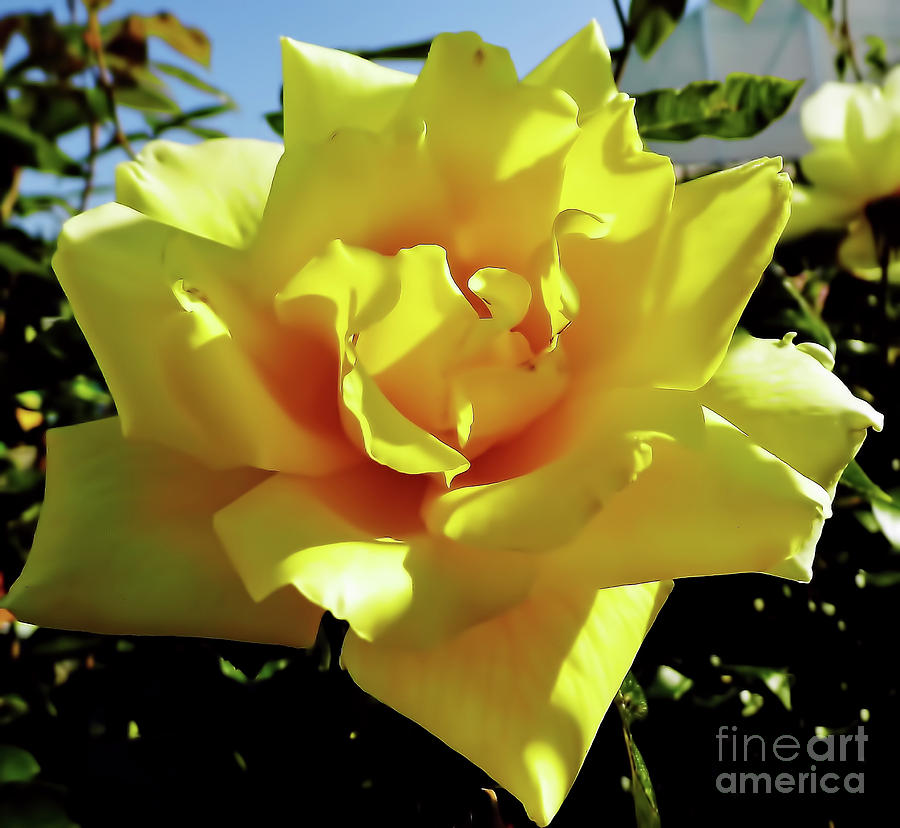 Rose Photograph - Yellow Rose Beauty #2 by D Hackett