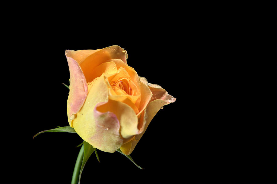 Yellow Rose #2 Photograph by Chris Day