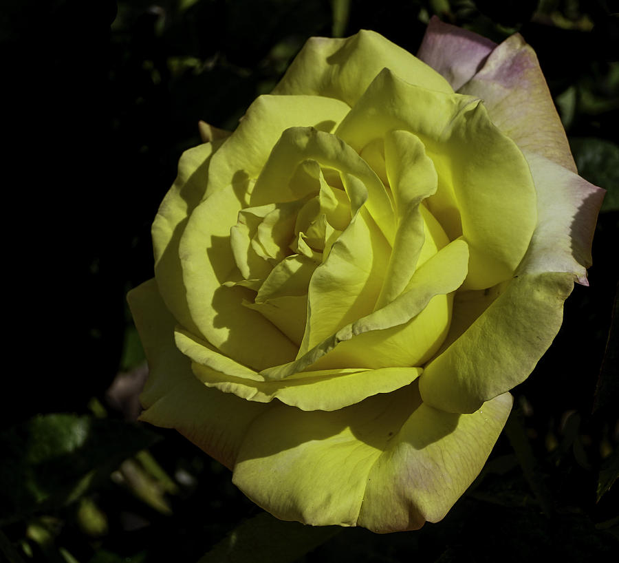 Yellow Rose  #2 Photograph by George Davidson