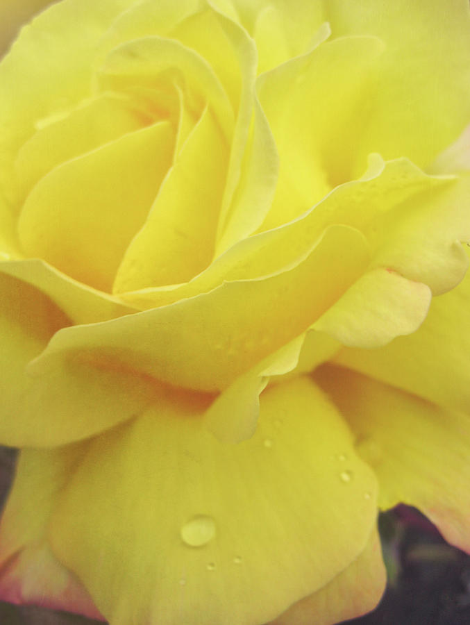 Yellow Seville Rose Photograph by JAMART Photography