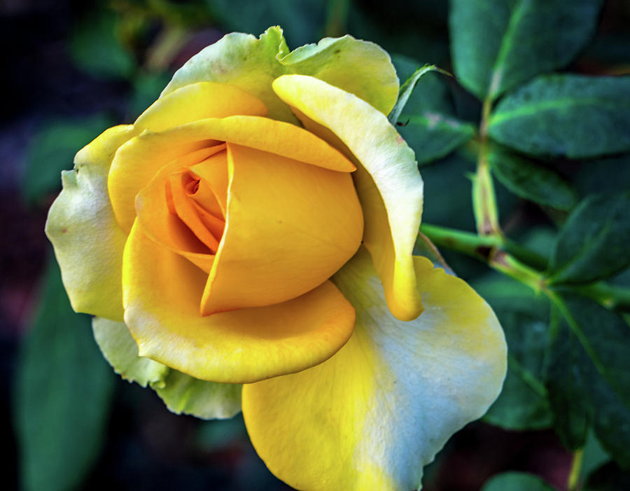 Yellow rose #2 Photograph by Jane Luxton