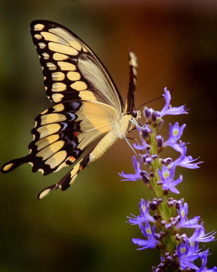 Yellow Swallowtail #2 Photograph by Joseph G Holland