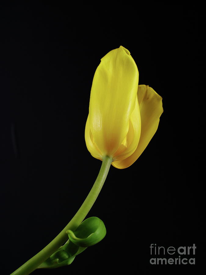 Yellow Tulip #1 Photograph by Dariusz Gudowicz