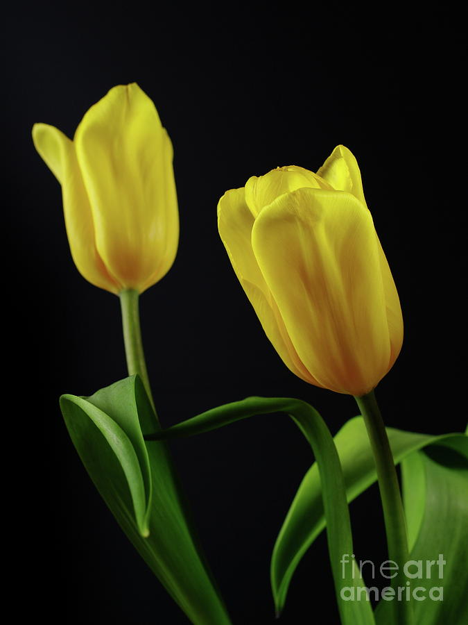 Yellow Tulips Photograph by Dariusz Gudowicz