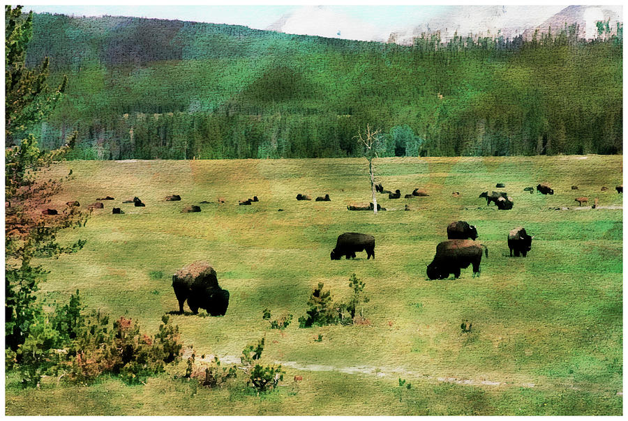 Yellowstone National Park Photograph - Yellowstone Bison #3 by Margie Wildblood