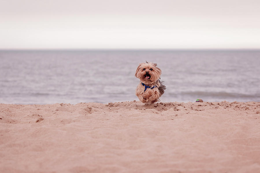 York dog playing on the beach. #2 Photograph by Peter Lakomy