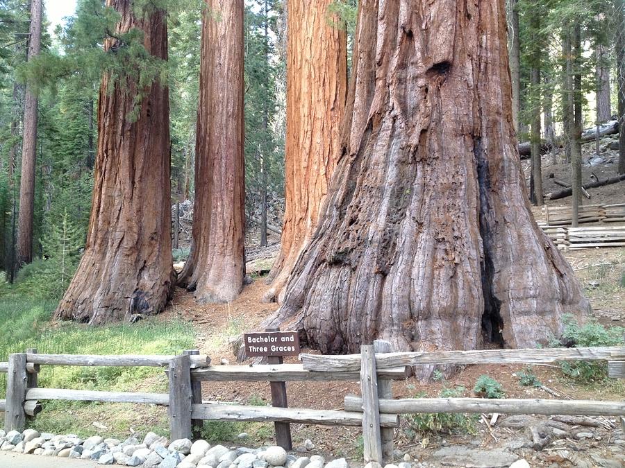 Yosemite Giant Sequoia Groves by Richard Yates Yosemite Giant Sequoia Groves by Richard Yates
