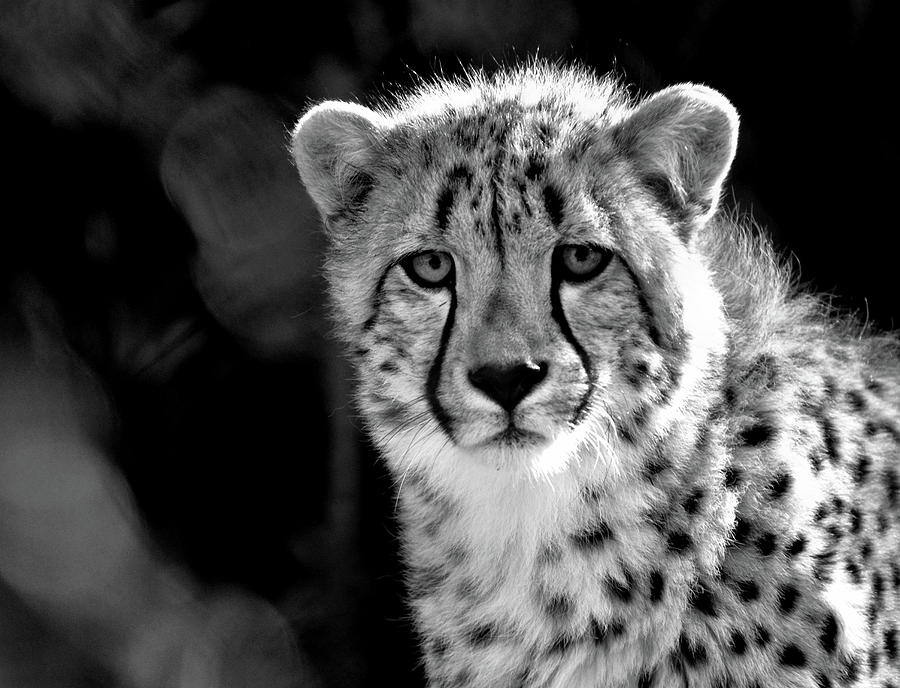 Young Cheetah #3 Photograph by Ronda Ryan