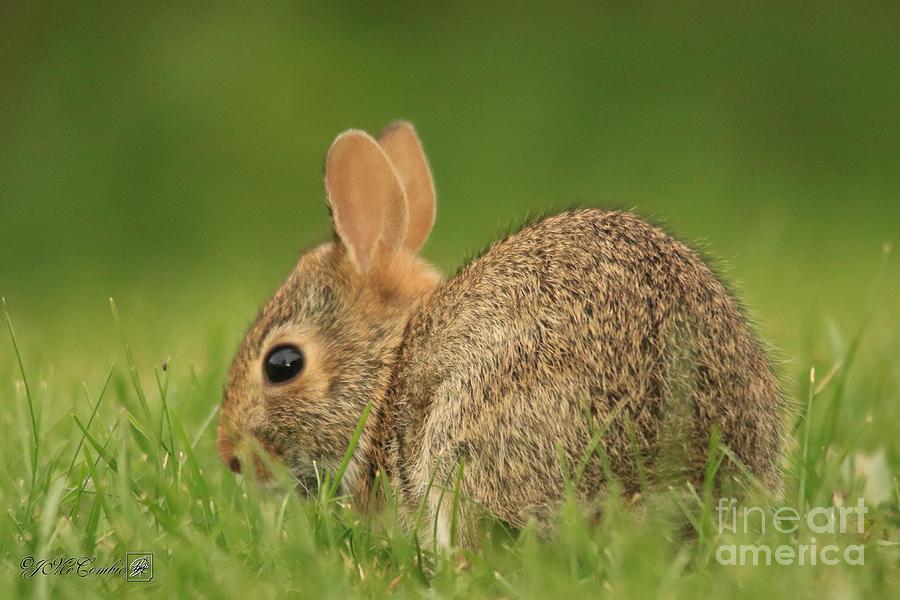 Young Cotton-Tail Rabbit #1 Photograph by J McCombie