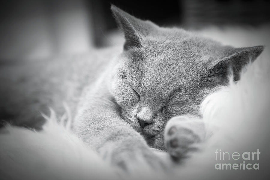 Young cute cat resting on white fur #2 Photograph by Michal Bednarek