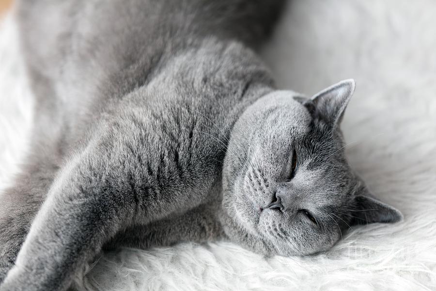 Young cute cat sleeping on cosy white fur. The British Shorthair #2 Photograph by Michal Bednarek
