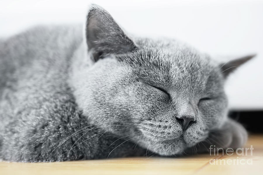 Young Cute Cat Sleeping On Wooden Floor. The British Shorthair Photograph