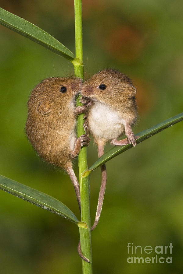 Mouse Photograph - Young Eurasian Harvest Mice #2 by Jean-Louis Klein & Marie-Luce Hubert