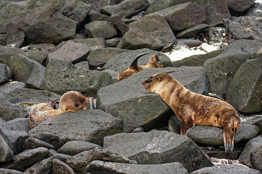 Young Galapagos Sea Lions #2 Photograph by Sally Weigand