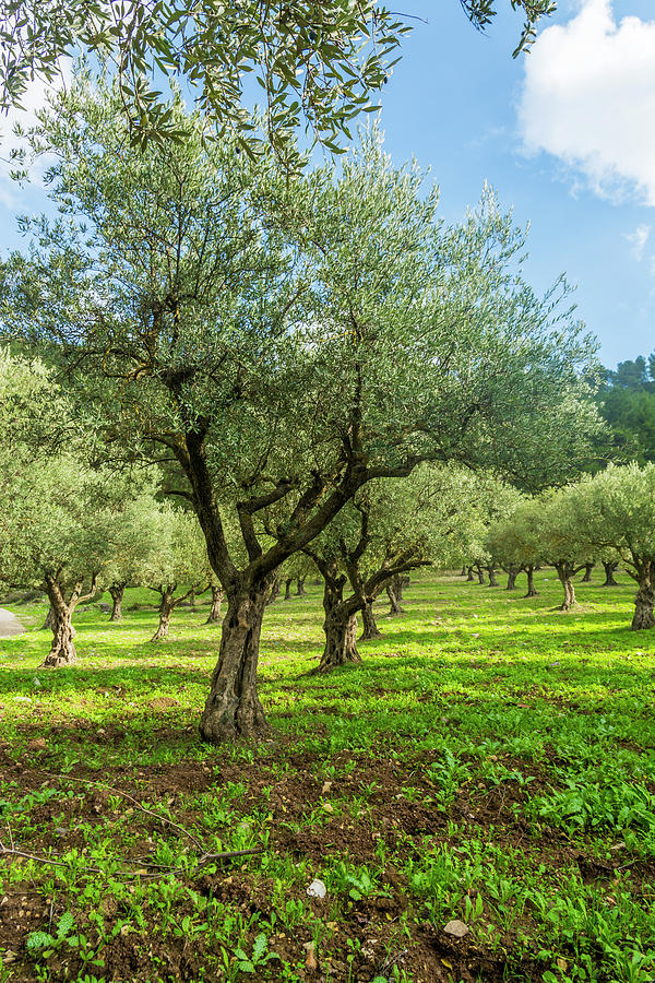 How to Plant, Grow, and Prune Olive Trees - Harvest to Table