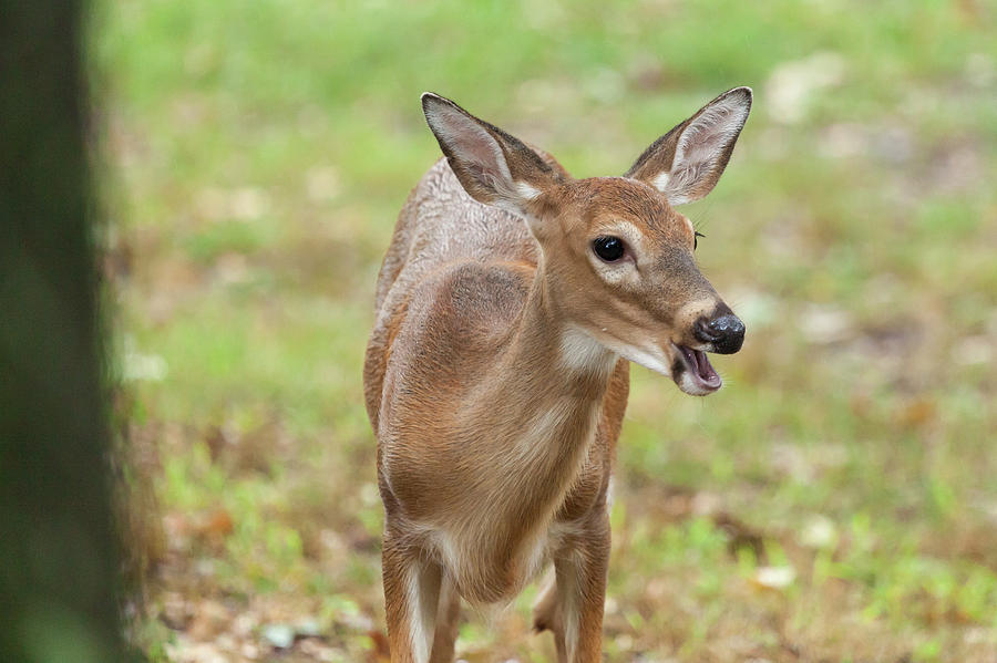 Young White-tailed Deer #2 Photograph by Erin Cadigan