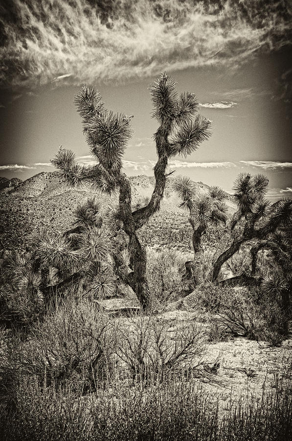 Yucca #2 Photograph by Hugh Smith