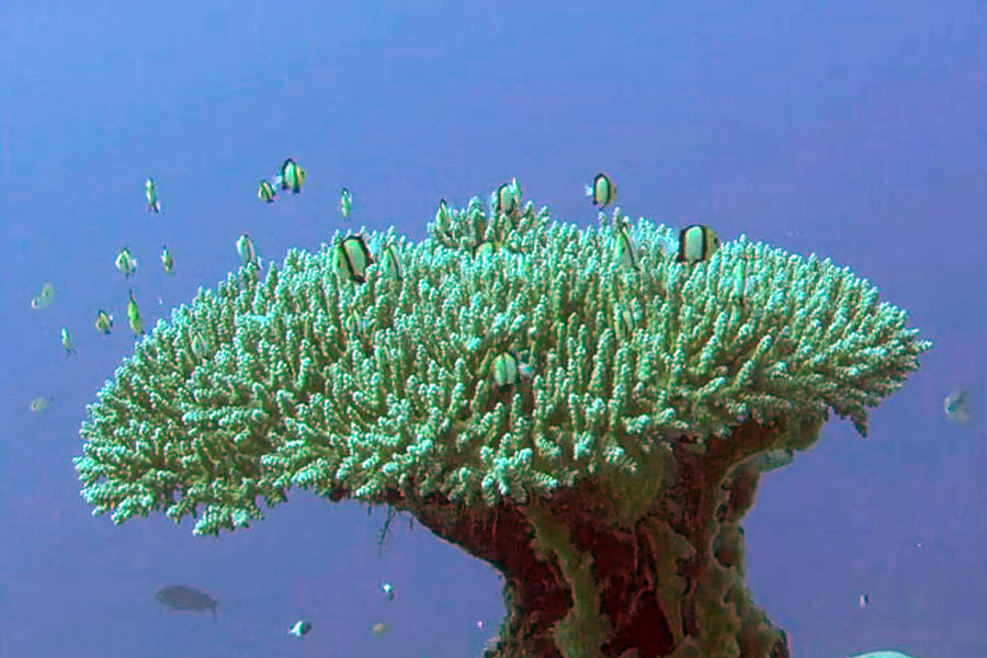 Zanzibar island Sea Coral Reef Vegitation Bio diversity of exotic fish  plants and organisims Zanzi Mixed Media by Navin Joshi - Pixels