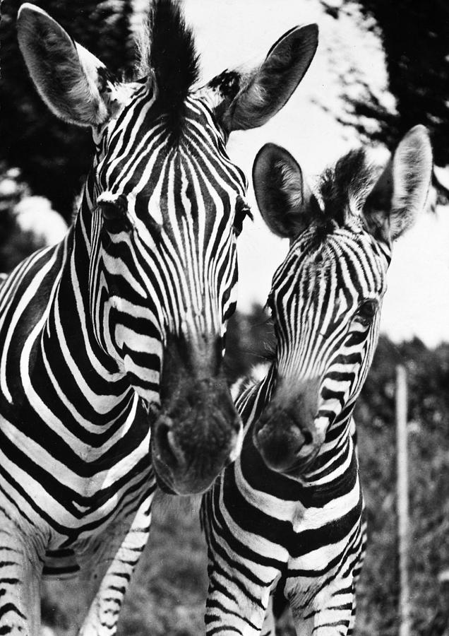 Zebra #2 Photograph by Granger