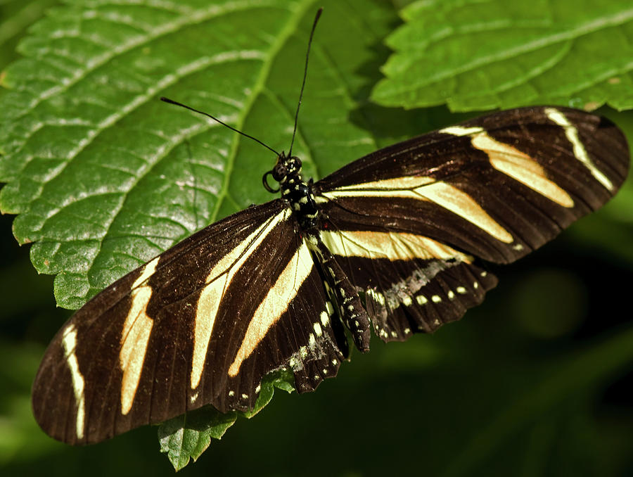 Zebra Longwing Butterfly #2 Photograph by JT Lewis