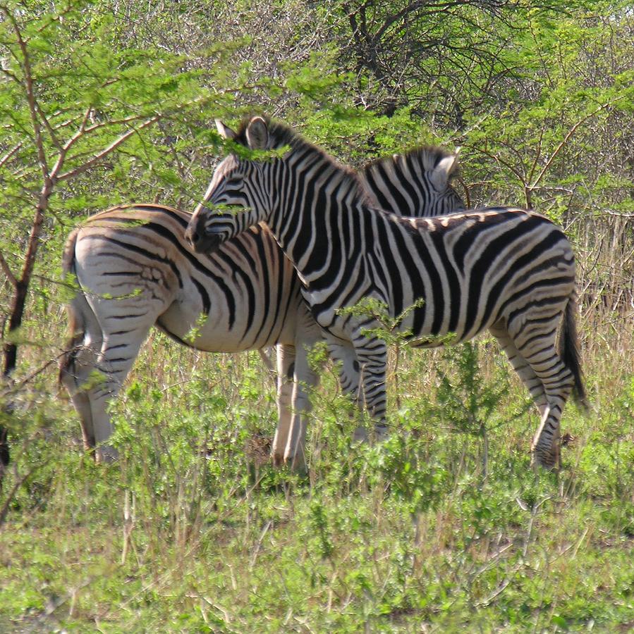2 Zebra Photograph by Susan Blackaller-Johnson