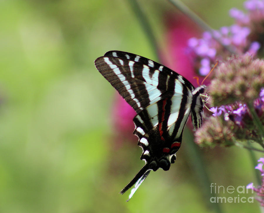 Zebra Swallowtail Butterfly in Garden #2 Photograph by Karen Adams