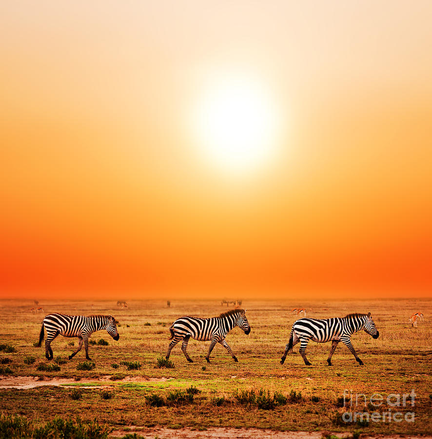 Zebras herd on African savanna at sunset. #2 Photograph by Michal Bednarek