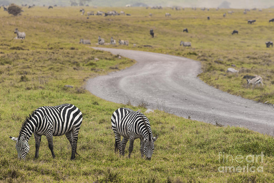 Zebras In Ngorongoro Conservation Area, Tanzania Photograph