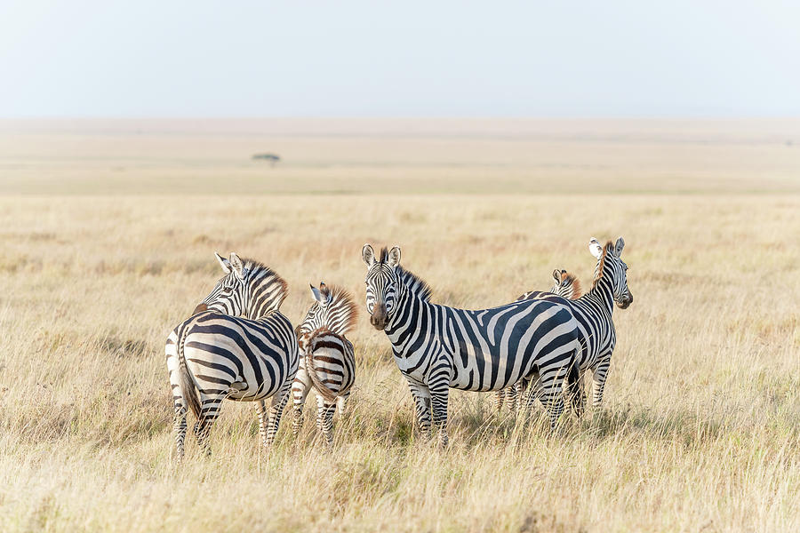 Zebras in Serengeti National Park #2 Photograph by Marek Poplawski
