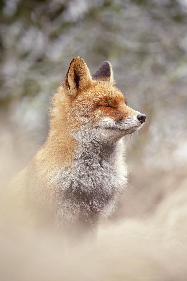 Fox Photograph - Zen Fox Series - Chill Fox #4 by Roeselien Raimond