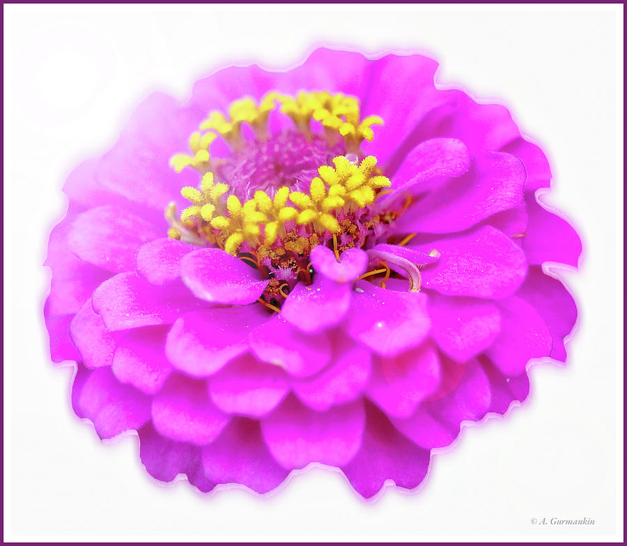 Zinnia Flower #2 Photograph by A Macarthur Gurmankin