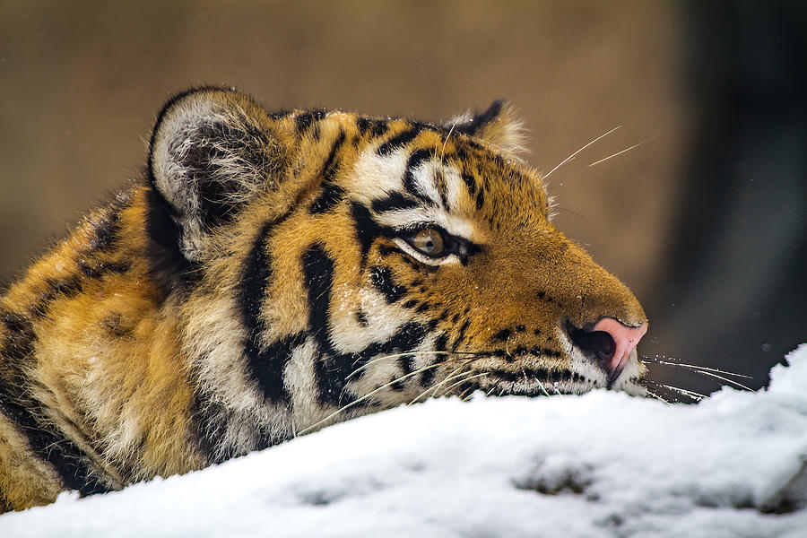 Zoya The Amur Tiger #2 Photograph by Ron Pate