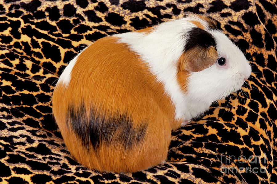 American Guinea Pigs - Cavia porcellus #20 Photograph by Anthony Totah