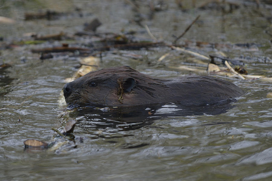 Beaver in the water Photograph by Mark Wallner - Fine Art America