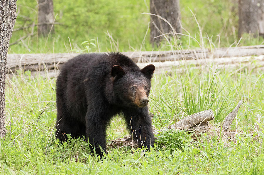 Black Bear #20 Photograph by Mary Jo Cox