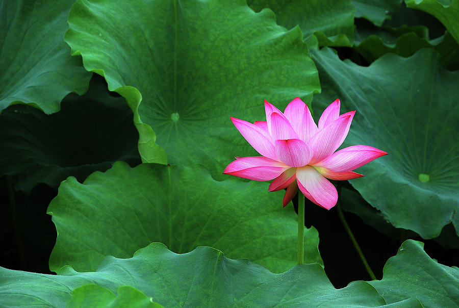 Blossoming lotus flower closeup #20 Photograph by Carl Ning