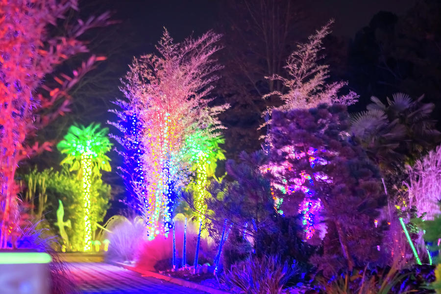Christmas Light Bokeh At Daniel Stowe Gardens Belmont North Caro Photograph