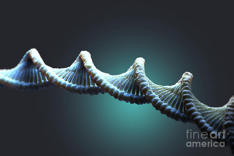 Dna Structure #20 Photograph by Science Picture Co